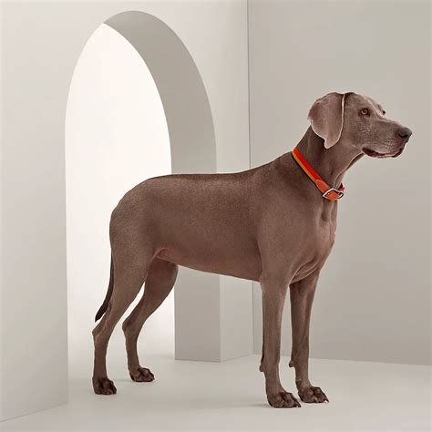 hermes pet bowl|Hermes knitted dog collars.